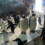 皇帝ペンギン　250612 (1 - 1)